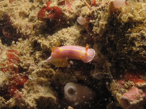 Gorgeous nudibranches