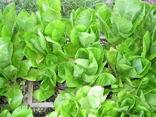 Romaine and Buttercrunch