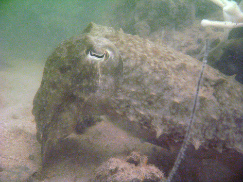 Giant Reef Cuttlefish