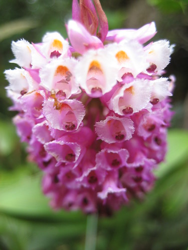 Orchid, up close