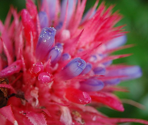 Nature's Fireworks: The color explosion of a wet and glorious pink and blue Aechmea fasciata!