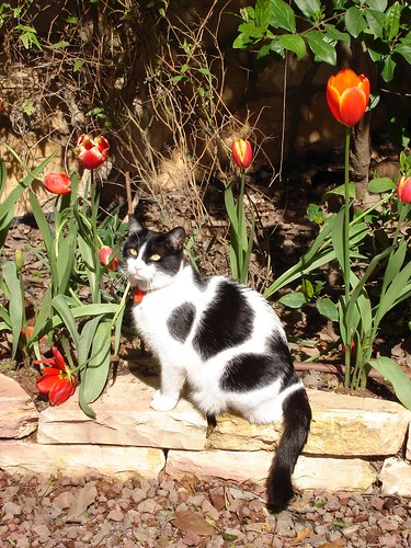 Tulip kitty