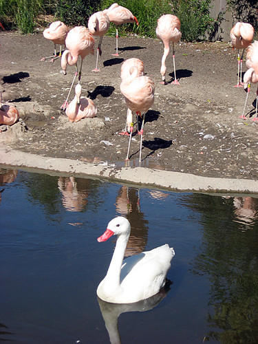 Swan Flamingos