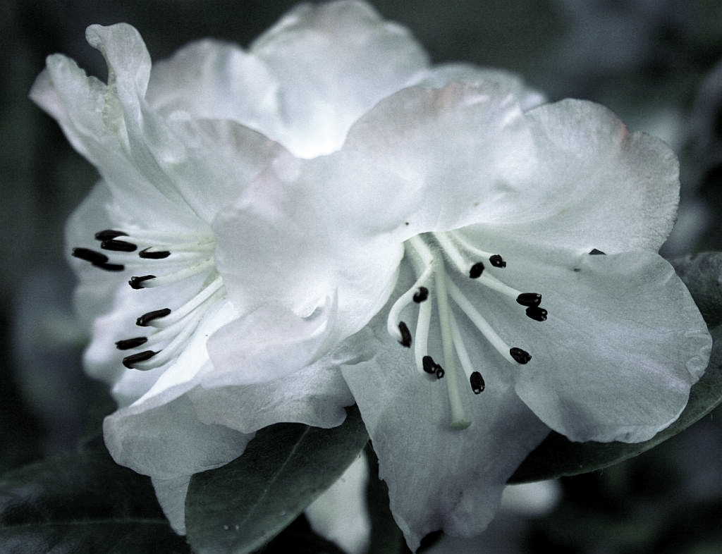 Fine Rhododendron