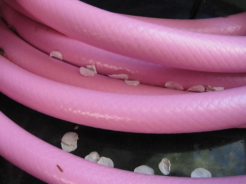 this year's pink garden hose