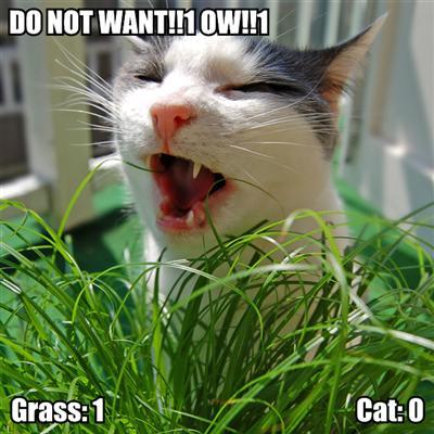 cat-vs-grass