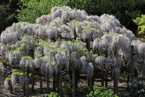 Japanese wisteria / Wisteria floribunda / 藤(フジ)