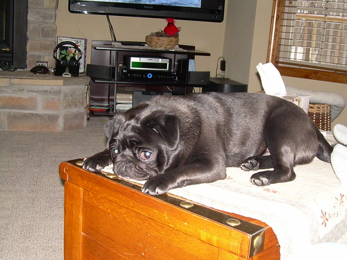 laying on the coffee table