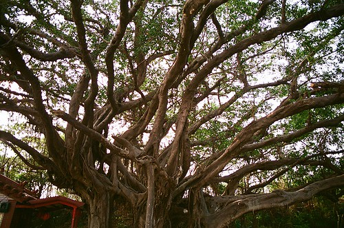 百年老榕樹