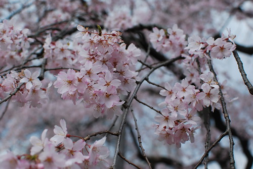 薄くピンクに色づく花
