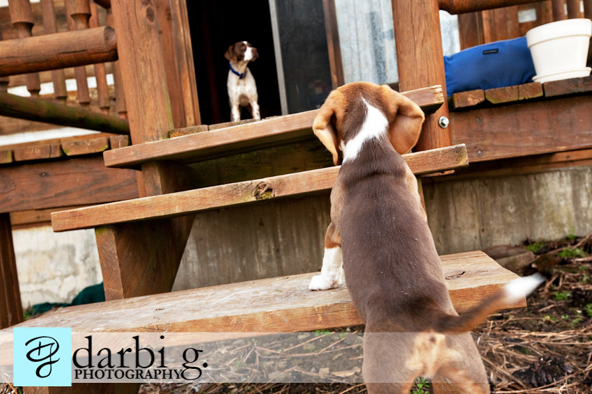 Darbi G photography-dog puppy photographer-_MG_0044-Edit