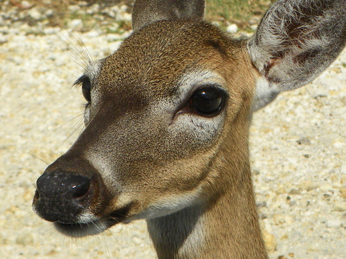 key deer 1