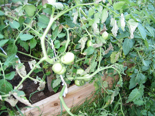 More Tomatoes