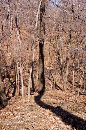 Crooked tree shadow
