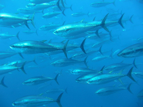 Roter Thun, Bluefin Tuna (Thunnus thynnus) in Thunfischmast