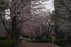 マンション街の桜(1)