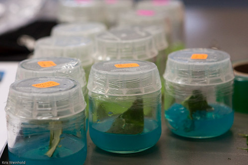 Tissue Culture: Finished Jars