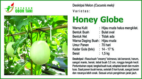 honey globe