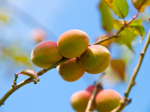 Common Apricot 杏