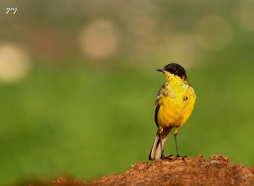 Yellow Wagtail.. Kavadi by Yogendra174