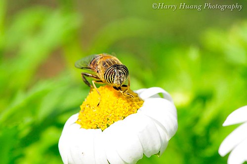 3_D300038-Fly, Insect, Taiwan 食蚜蠅-昆蟲