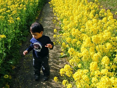 Yellow Flowers - 菜の花