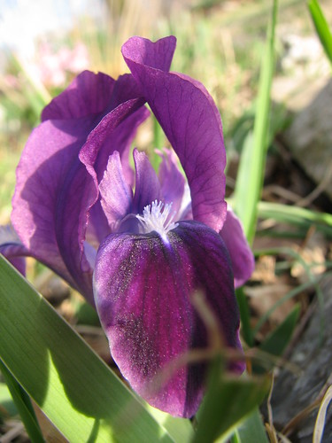 early iris