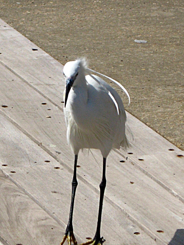 25-3-2009-mr-egret-showing-off-his-feathers2