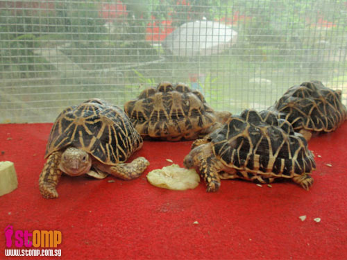 Difference between tortoises and turtles