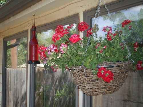Humming bird feeder and red verbena plant