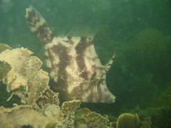 Seagrass filefish