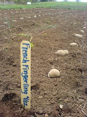 French Fingerling potatoes laid out for planting