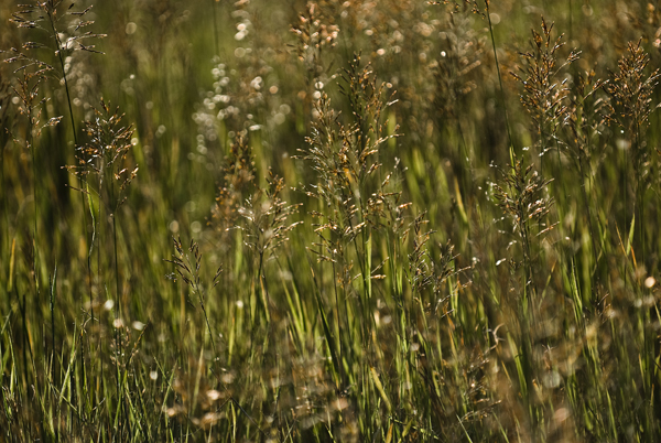 grasses near the Chewuck