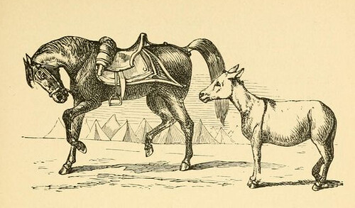Equus Superbus et Asinus (1)