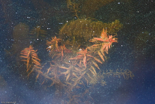 Ludwigia x lacustris Submersed