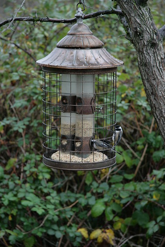 Chickadees, Reifel Bird Sanctuary