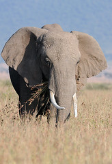 Elephant, Maasai Mara, Kenya