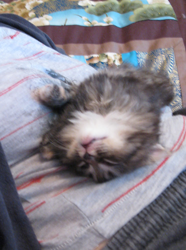 haha sleeping kitten on my belly