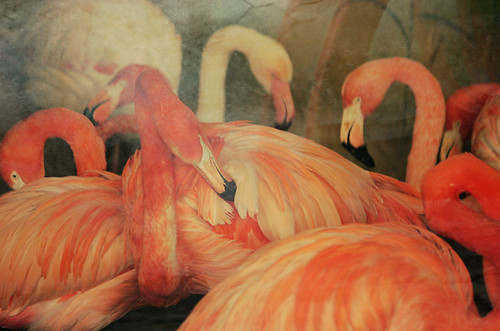Flamingo / Moscow zoo ©  Elena Pleskevich