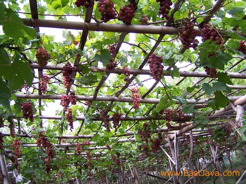 Grape Garden Probolinggo