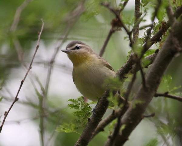 Which Vireo is this?