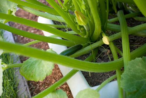 First Dark Green Zucchini