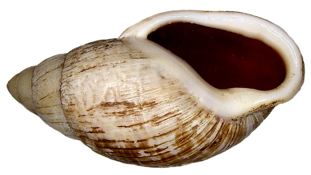 Placostylus porphyrostomus Pfeiffer, 1851