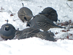 foraging fat quail