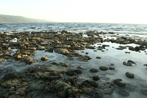 coral landscape
