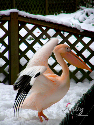 St james's park_08_pelican
