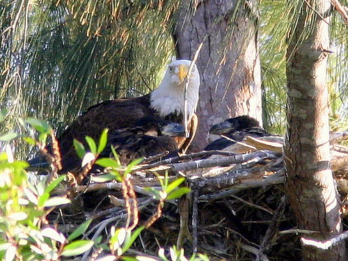 Adult With Two Chicks 20090302