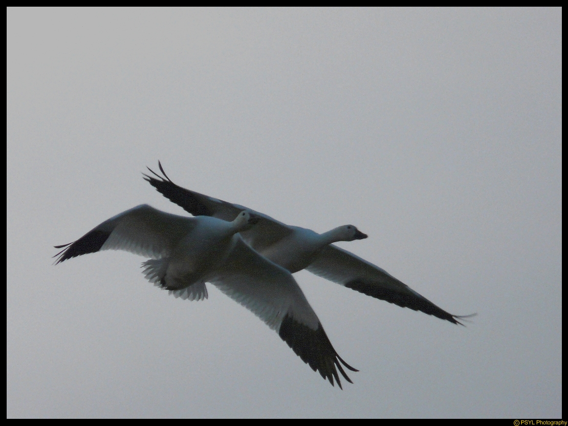 Snow Geese (Chen caerulescens) in flight
