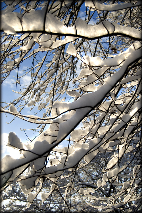 snowy-branch