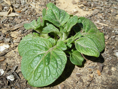 Potato Plant
